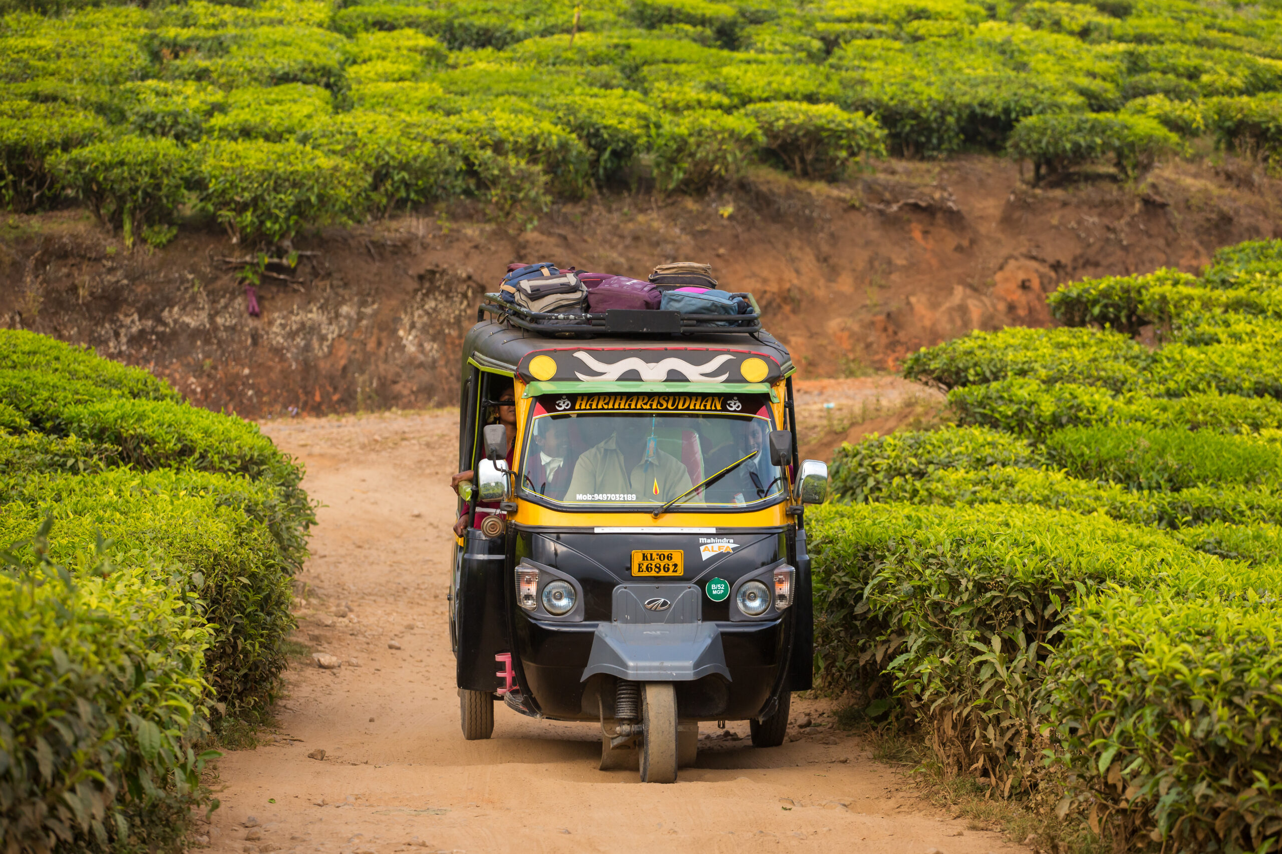 Le piantagioni del tè in India